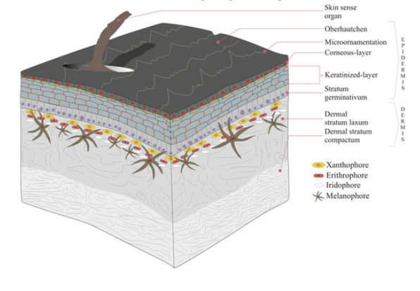 <ul><li><p>Becomes thicker &amp; more complete (limits O<sub>2 </sub>exchange)</p></li><li><p>Provides increased protection from desiccation stress, important for success in terrestial habitats</p></li><li><p>Forms specialized hard structures: e.g. claws, spines, coverings of horns, rattles, rhamphotheca (beak), egg-teeth (sharp projection on bill when first born)</p></li></ul><p></p>