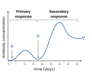 <p>● Primary - first exposure to antigen</p><p>○ Antibodies produced slowly & at a lower conc.</p><p>○ Takes time for specific B plasma cells to be stimulated to produce specific antibodies</p><p>○ Memory cells produced</p><p>● Secondary - second exposure to antigen</p><p>○ Antibodies produced faster & at a higher conc.</p><p>○ B memory cells rapidly undergo mitosis to produce many plasma cells which produce specific antibodies</p>