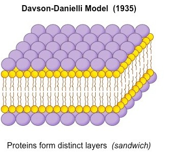 <p>The model first made for what they thought the cell membrane looked like. Using the new electron microscope, they saw the dark areas and light areas of the membrane, and assumed proteins. Thus, they believed the structure was protein-lipid-protein sandwich. This was proved wrong</p>