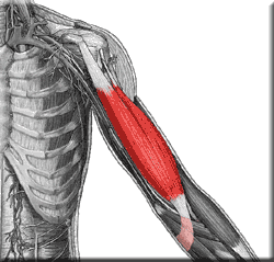 <p>forearm</p>