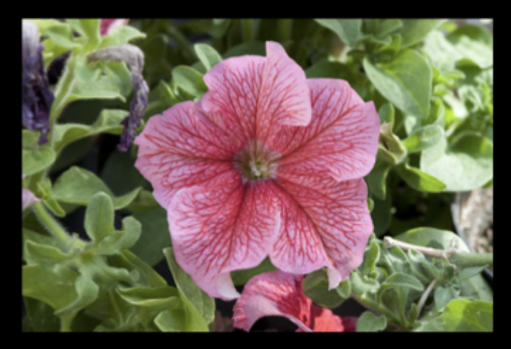 Eduardo Kac, Natural History of Enigma, 2003-2008.