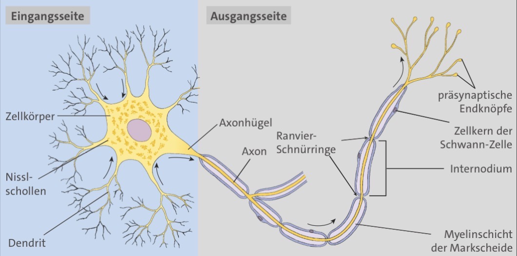 <ol><li><p>Eingangsseite: Zellkörper → Dendriten</p></li><li><p>Ausgangsseite: Axon → präsynaptische Endköpfe</p></li></ol><p></p>