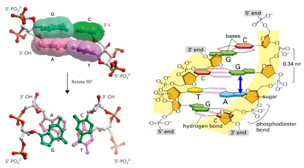 <p>Base stacking between the hydrophobic bases minimizes their contact with water and stabilizes</p><p>the double helix.</p><ul><li><p> base-stacking is a form of van der Waals forces</p></li><li><p> bases are slightly offset so they are not directly on top of one another</p></li><li><p> the bases lie in a plane almost perpendicular to the axis of the helix</p></li></ul><p></p>