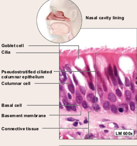 <p>Pseudostratified Columnar Epithelium (structure)</p>
