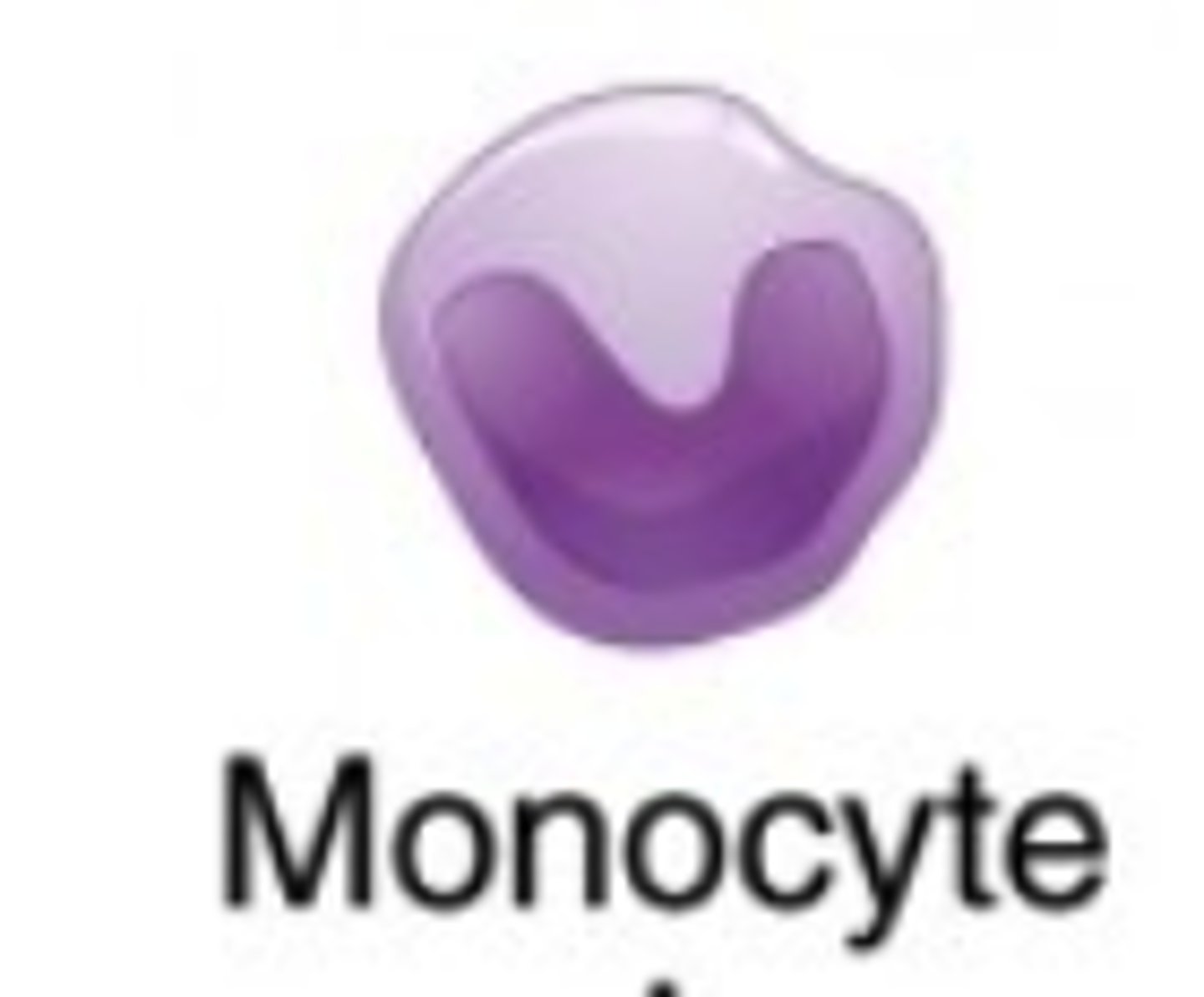 <p>monocytes</p><p>(Note: a type of phagocyte)</p>