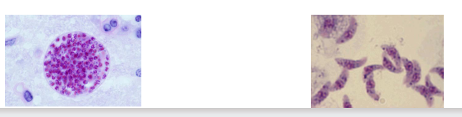 <p>- Cosmopolitan, zoonotic, intracellular sporozoan, the most successful parasite ever??</p><p>- Causes toxoplasmosis - important opportunistic infection</p><p>- Life cycle closely associated with cat</p><p>- One Pacific Island free of cat - the only known Toxoplasma free place</p><p>- Reproduces asexually and sexually in cat, definitive host</p><p>- Wide range of vertebrate hosts - asexual reproduction by endodyogeny: 2 daughter cells formed within mother cell</p><p>- Estimated one third adult contracts chronic but asymptomatic infection globally</p><p>- Major opportunistic infection - re-emergence of silent infection</p>