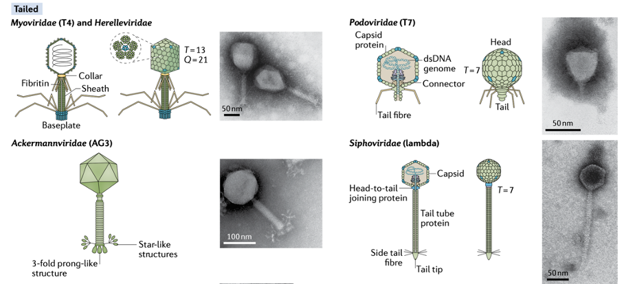 <p>Myoviridae (T4) and Herelleviridae</p><p>Podoviridae (T7)</p><p>Ackermannviridae (AG3)</p><p>Siphoviridae (Lambda)</p>