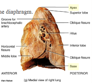 <p>The Lungs</p>