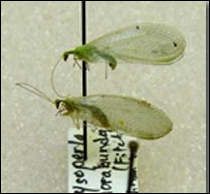 <p>Identify the insect, stage, and order</p>