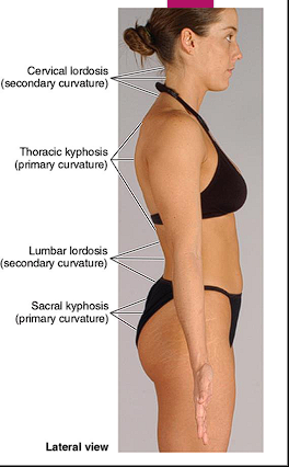 <ul><li><p><span style="color: red;">Cervical and Lumbar</span></p></li><li><p>Develop postnatal period</p></li><li><p>Concave posteriorly</p></li><li><p>Abnormal curvature-lordosis, excessive lordosis</p></li></ul><p></p>