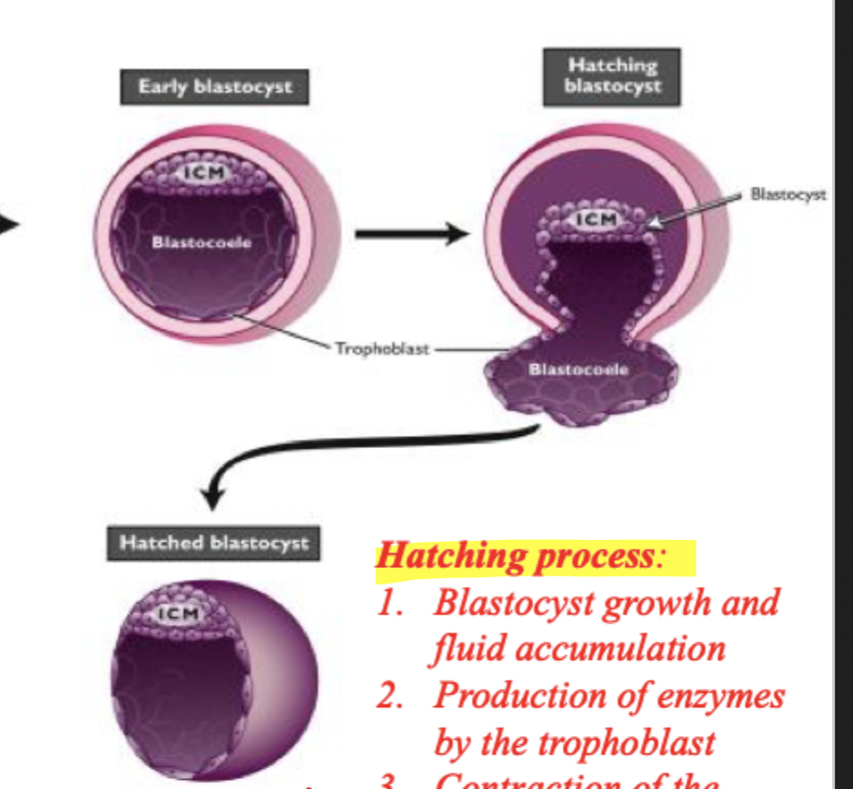 <ol><li><p>blastocyst growth and fluid accumulation</p></li><li><p>production of enzymes by trophoblast </p></li><li><p>Contraction of blastocyst </p></li></ol><p>the hatched blastocysts has more cell, more fluid and therefore lots pressure. Trophectoderm secretes enzymes for ZP to get weaker this creates a crack so cells have direct contact with cells of endoderm </p>