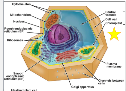 <p>Be able to label this diagram.</p>