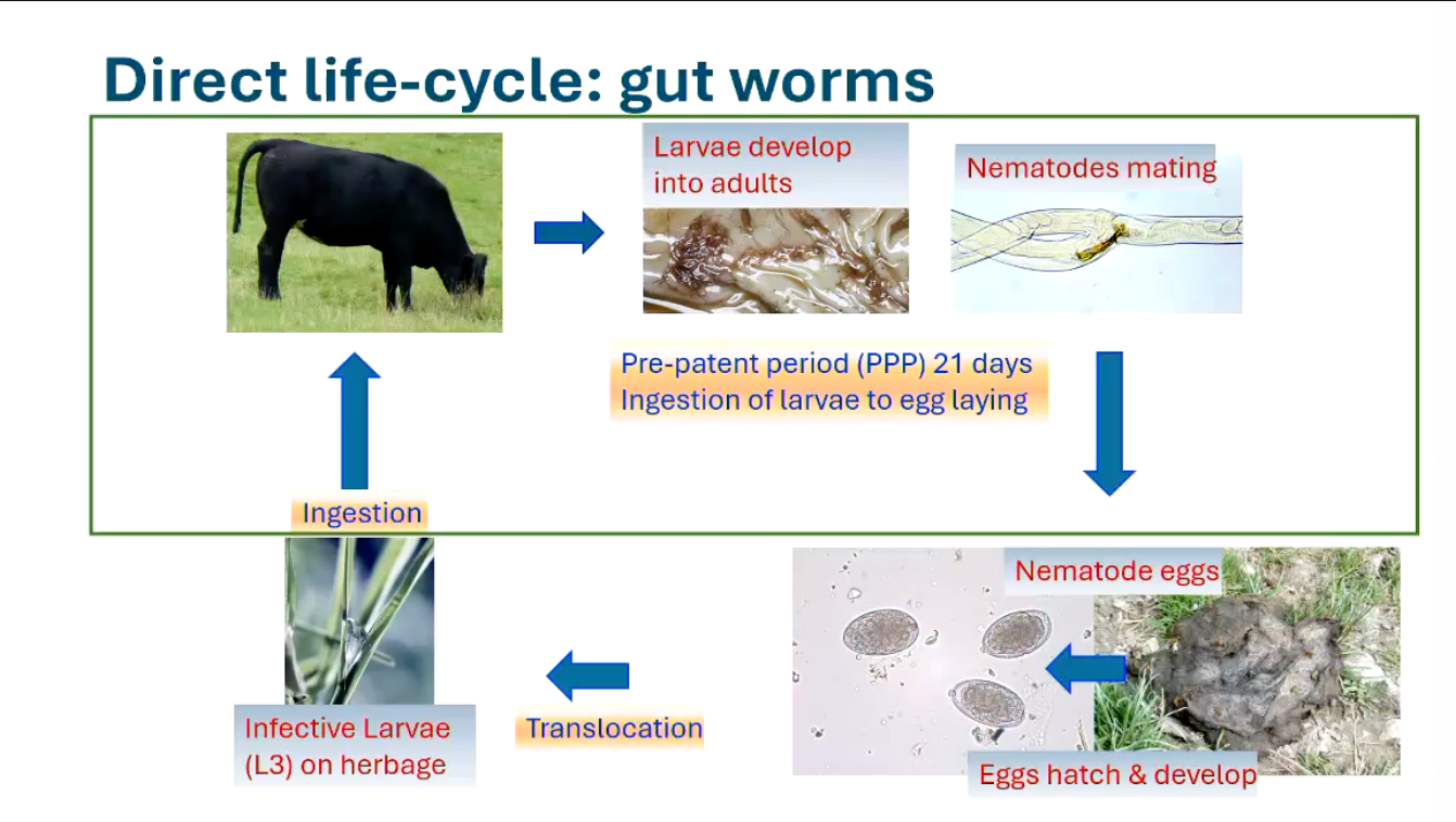 <p>DIRECT LIFECYCLE</p><p><strong>• Parasitic phase</strong></p><p>In animal - reasonably constant</p><p><strong>• Free-living stages</strong></p><p>Environmental influences - very variable</p>