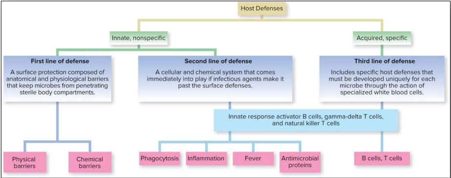 <p><span>Adaptive immunity is </span><strong>specific</strong><span> and </span><strong>slower</strong><span> to activate (taking days to weeks).</span></p><p>Third line of defense = Specific memory response mediated by lymphocytes</p>