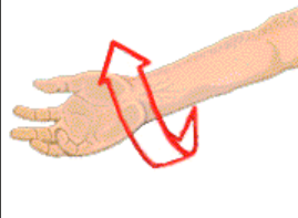<p>outward rotation</p>