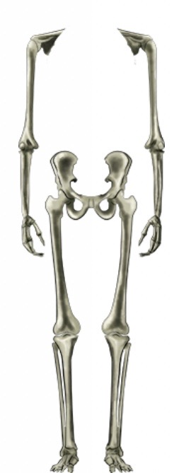 <p>Appendicular portion</p>