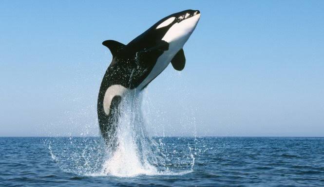 <p>killer whale = orca [<span><span>ˈɔːkə]</span></span></p>
