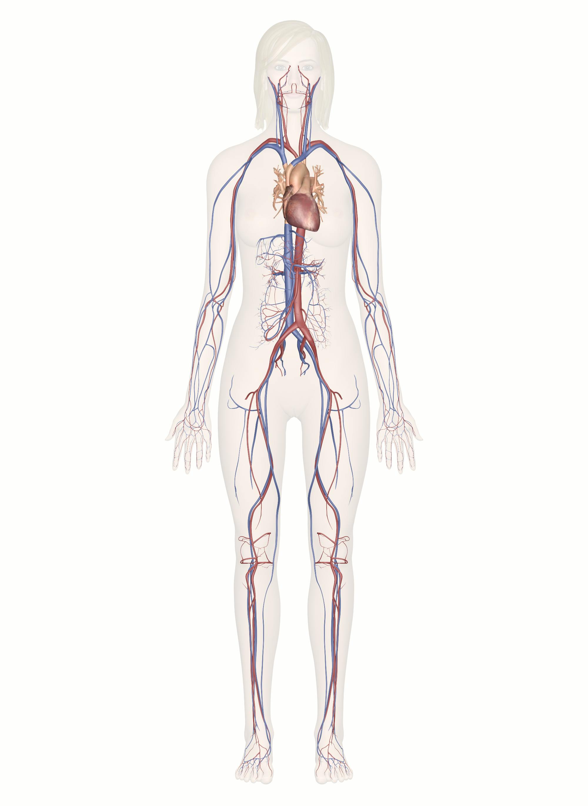 <p>circulatory system</p>