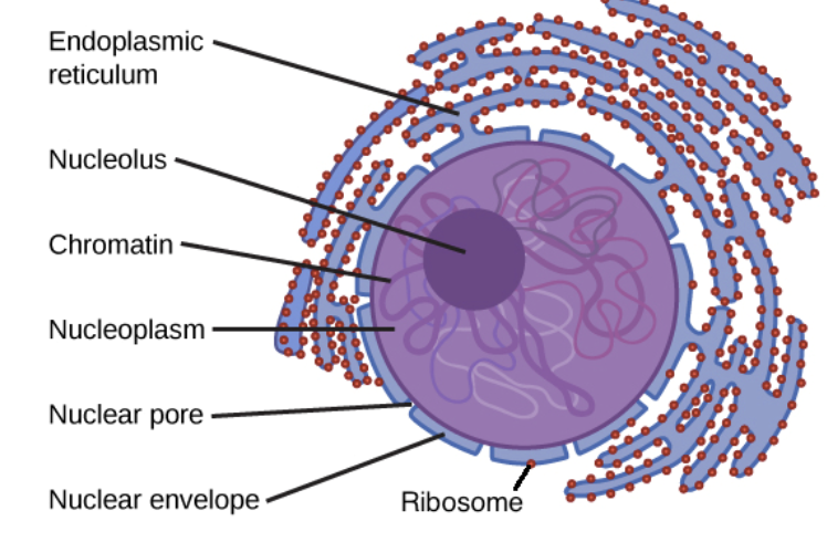 <p>Compartment of nucleus that makes ribosomes</p>