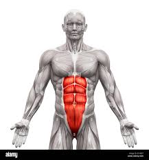 <p>Abs</p>