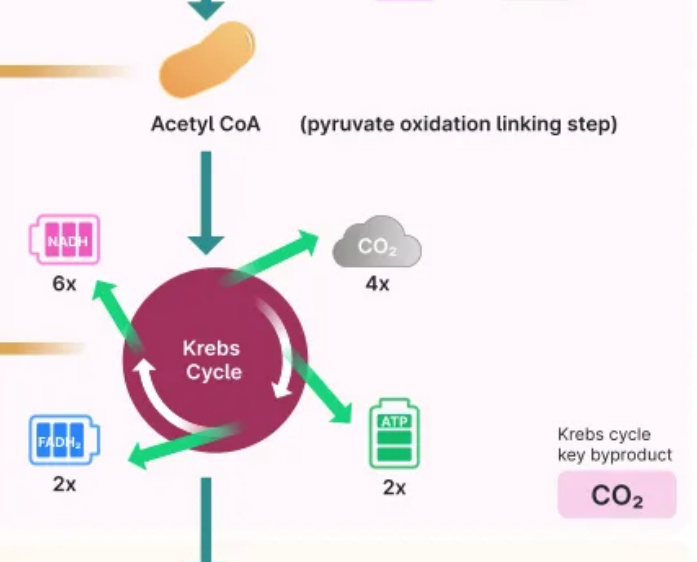 <p>CO2, ATP, FADH, NADH</p>