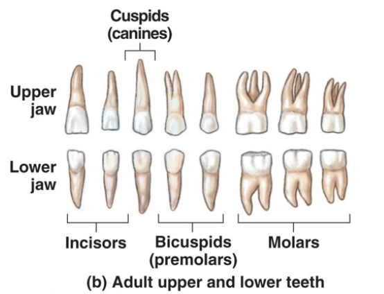 <p>32 permanent teeth </p><p></p>