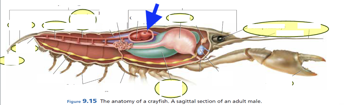<p>what is this?</p>