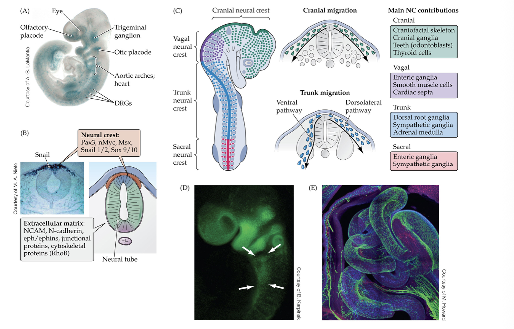 <p>Neural crest in developing embryo </p>