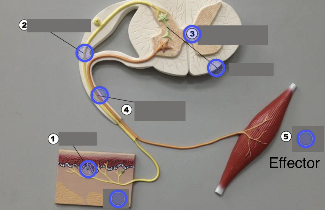 <p>Carries out response</p>