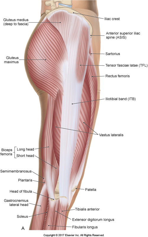 <p>tensor fasciae latae</p>