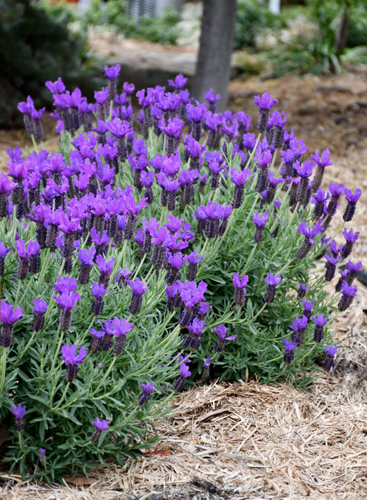 <p><span style="font-family: Calibri, "sans-serif"; line-height: 107%;">Spaced Repetition</span></p>