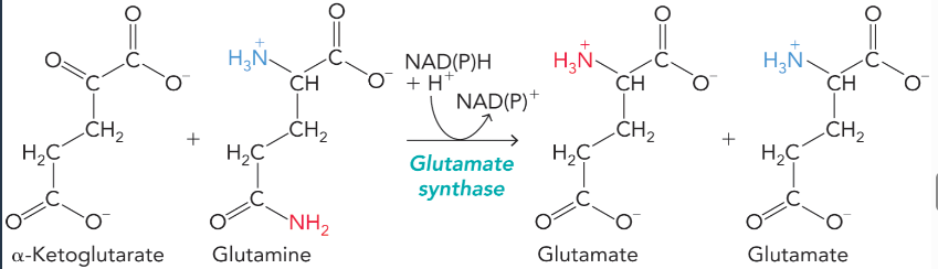 <ul><li><p>transfers the amide nitrogen from glutamine to alpha-ketoglutarate to form two molecules of glutamate </p></li><li><p>NAD(P)H is oxidized </p></li><li><p>animals depend on plants for this </p></li></ul><p></p>