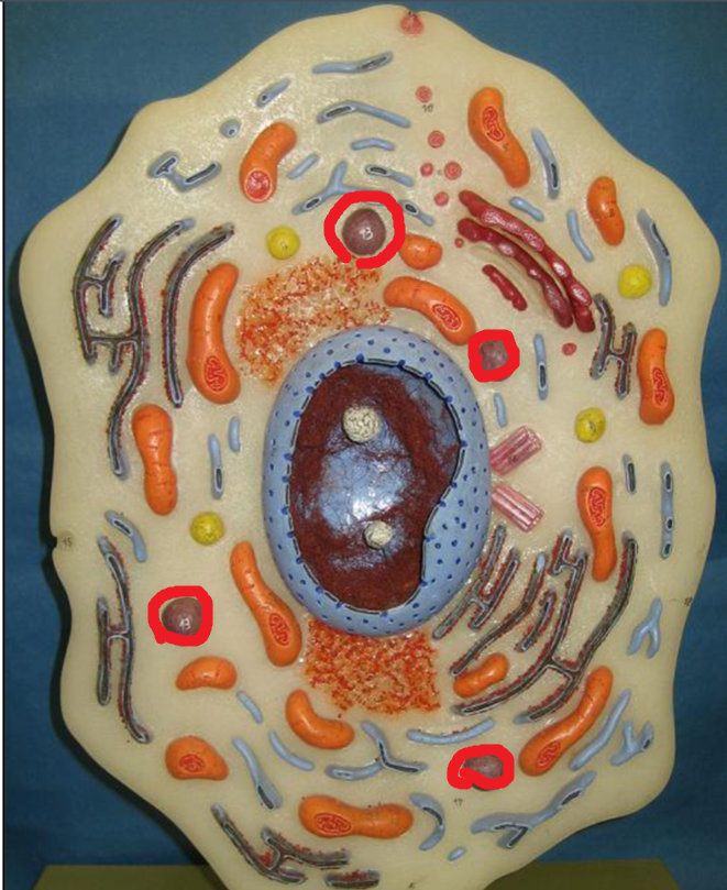 <p>Lysosome</p>