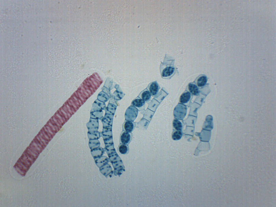 term image