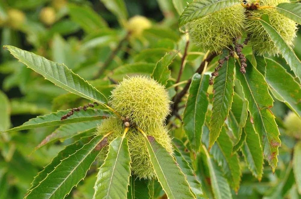 <p>European Chestnut</p>