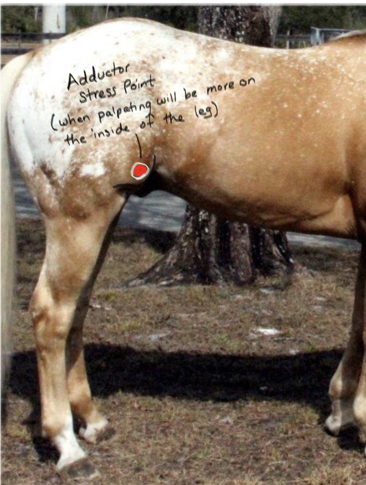 <p>Adductor muscle; found inside the leg 2 inches above stifle. </p>