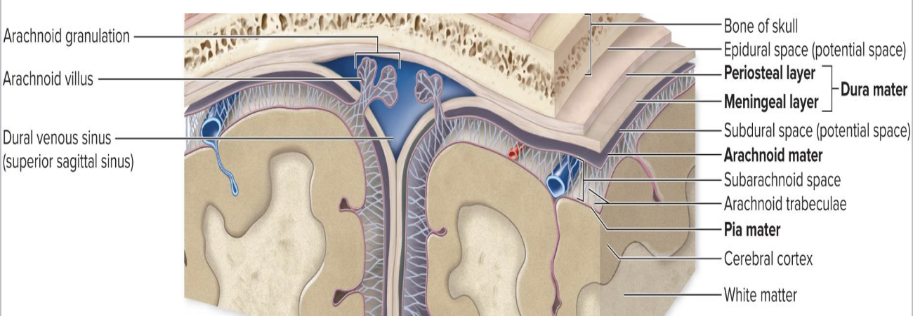<p><strong>Arachnoid Mater</strong></p><ul><li><p>What is the arachnoid mater made of?</p><ul><li><p>What are arachnoid trabeculae?</p></li></ul></li></ul><p></p>
