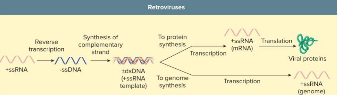 <ul><li><p>retroviruses encode reverse transcriptase = RNA-dependent DNA polymerase</p></li><li><p>DNA from RNA template</p></li><li><p>HIV = +RNA = carries RTase in virion</p></li><li><p>permanent integration into host chromosome</p></li></ul><p></p>