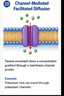 <p>Passive movement down a concentration gradient through a membrane channel protein. </p>