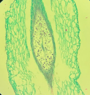 term image