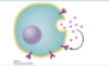 <p>-Signaling Type</p><p>-Cell Signals to Itself </p>