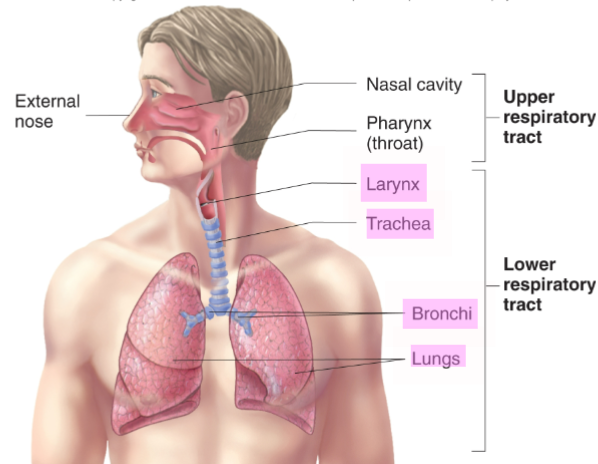 <p><span>1. Larynx</span><br><span>2. Trachea</span><br><span>3. Bronchi</span><br><span>4. Lungs</span></p>