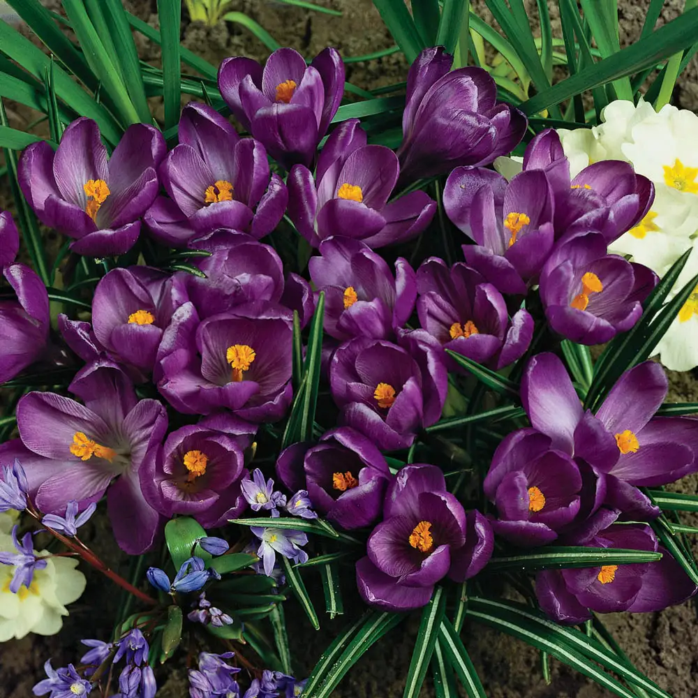 <p>Crocus (purple)</p>