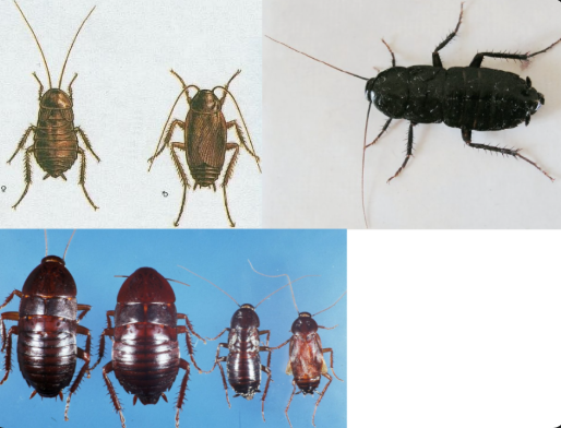 <p>ŘÁD- česky, latinsky</p><p>Podřád- /</p><p>Infrařád- /</p><p>Čeleď- /</p><p>Rod- /</p><p>Druh- česky</p><p>(2-3cm, samice alátní, samec brachypterní)</p>