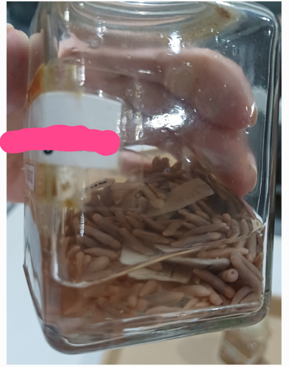 <p>Identification:</p><p>Common name:</p><p>Organ loc:</p><p>Intermediate Host:</p><p>Definitive Host:</p><p>Family:</p>