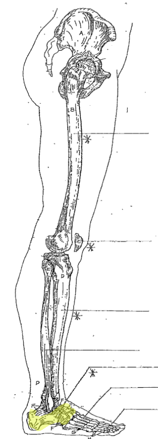 <p>What is the highlighted part of the leg? </p>