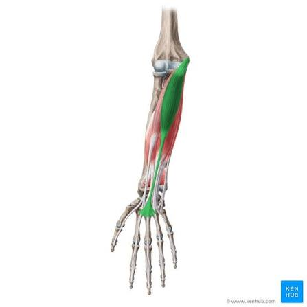 <p>What is the muscle highlighted in green</p>