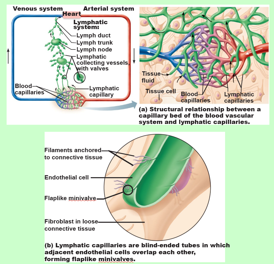 <ul><li><p>lymphatics (a network of lymphatic vessels)</p></li><li><p>lymph (fluid)</p></li><li><p>lymph nodes (checkpoint areas)</p></li></ul><p></p>