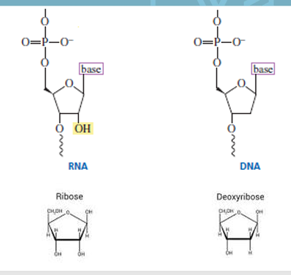 <ul><li><p><strong>RNA (ribonucleic acid):</strong></p><ul><li><p>Contains <strong>ribose sugar</strong></p></li></ul></li><li><p><strong>DNA (deoxyribonucleic acid):</strong></p><ul><li><p>Contains <strong>deoxyribose sugar</strong></p></li></ul></li></ul><p></p>