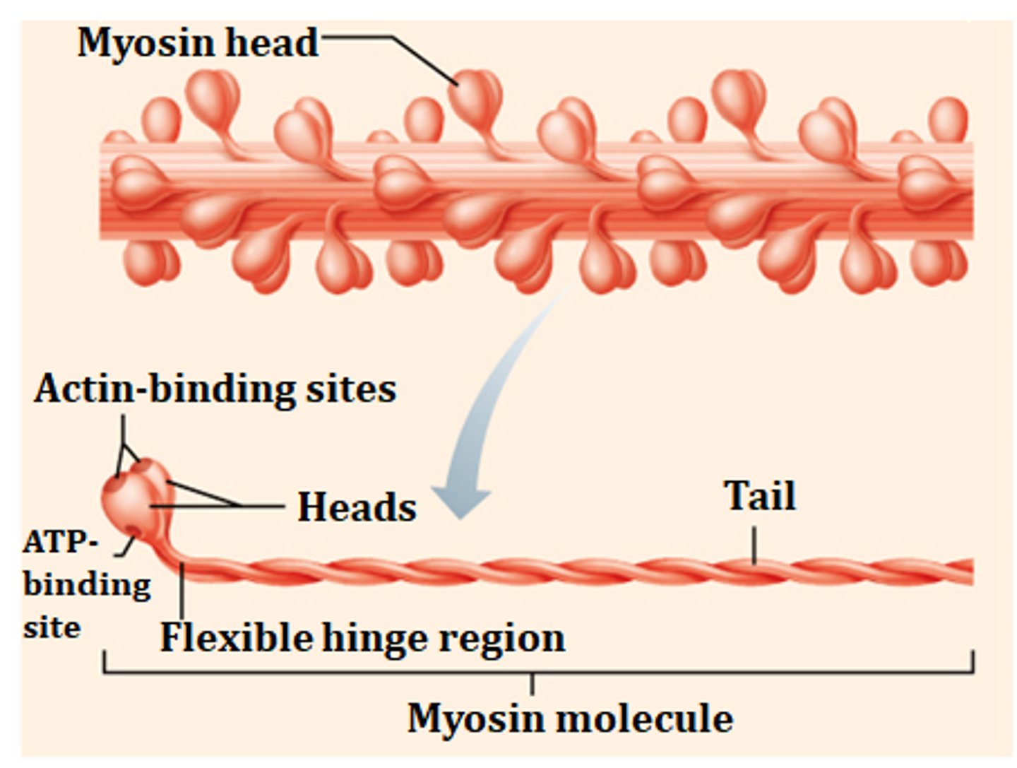 <p>myosin</p>